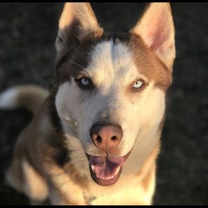 Meet your Posher, Rose